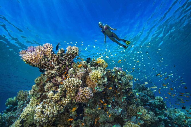 1 Hour Private Snorkeling Activity In Montego Bay - From your Montego Bay resort to the beach