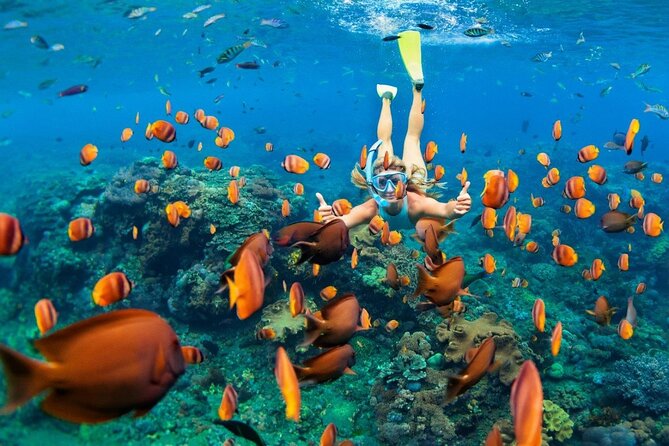1 Hour Private Snorkeling Activity In Montego Bay - One hour among coral and Caribbean fish
