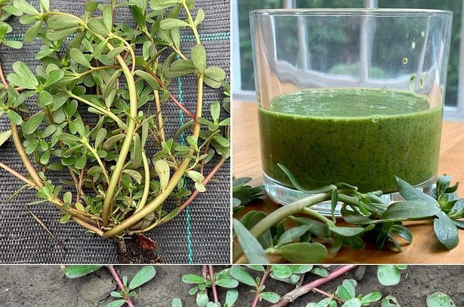 3 to 5 Hour Private Herbal Tour Shopping and Dinner at Ricks Cafe - Booking, cancellation, and practical planning