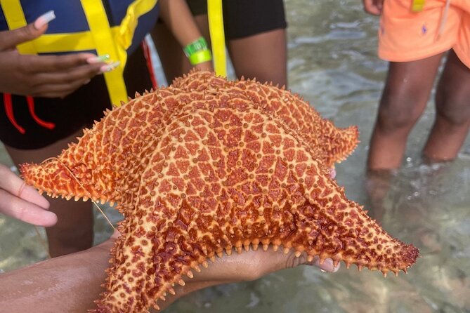 Adventurous-Snorkeling With Sightseeing of Montego Bay - Jerk chicken, local snacks, and the flexible finish