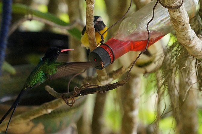 Ahhh Ras Natango Gallery and Garden Private Transfer - Who should book this outing?