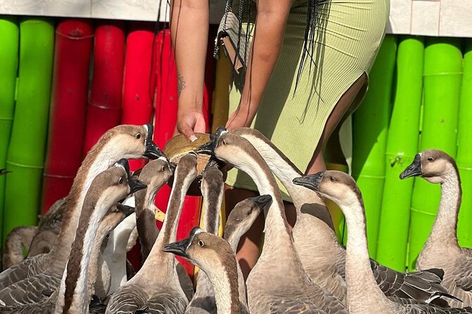 Bird Sanctuary and animal farm Day Tour - A garden walk with more than birdlife