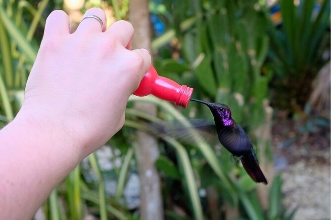 Bird Sanctuary and/or Lethe Bamboo Rafting from Montego Bay - Coconut Water, Local Food, and Limestone Massage
