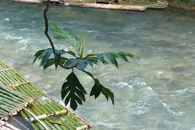 Bird Sanctuary and/or Lethe Bamboo Rafting from Montego Bay - What the $85.49 Price Really Buys