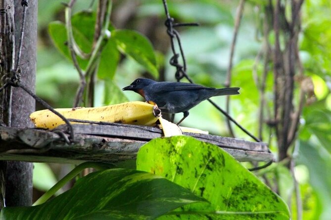 Bird Sanctuary and/or Lethe Bamboo Rafting from Montego Bay - Timing, Pickup, and Practical Details