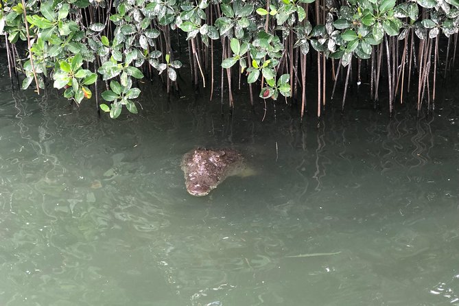 Black River Safari, YS Falls and Appleton Estate - A full south coast day from Negril