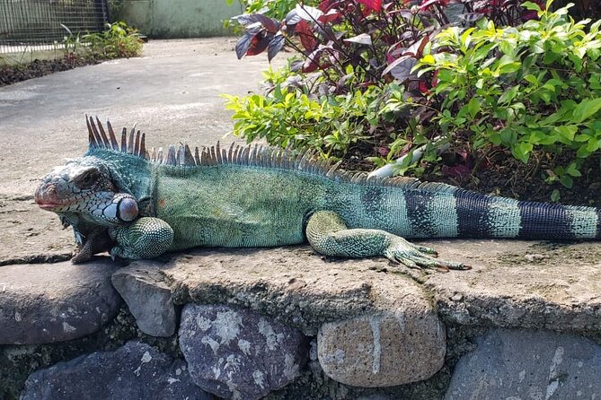 Blue Hole & Konoko Falls Park Combo Tour from Montego Bay - Who will enjoy this tour most