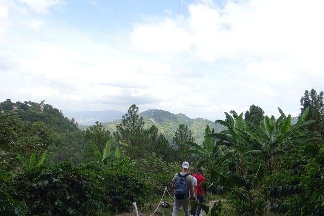 Blue Mountain Coffee and Sightseeing Tour - Who will enjoy this half-day outing
