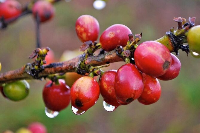 Blue Mountain Coffee, Bob Marley and Art Tour from Montego Bay - How the timing shapes the day