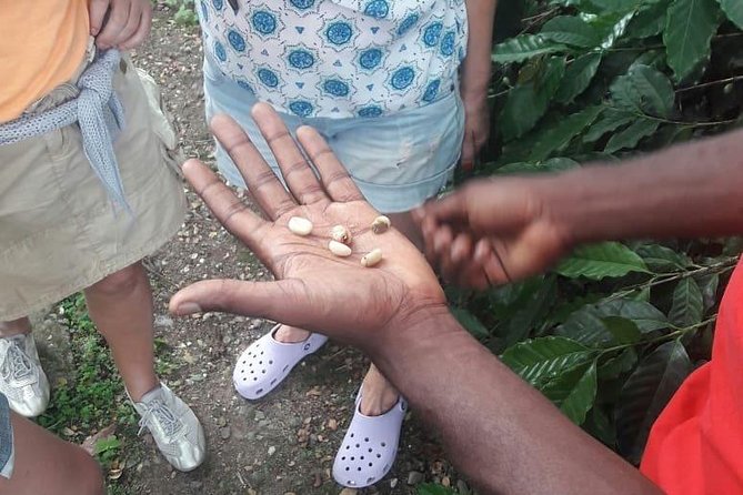 Blue Mountain Path Finder - From Kingston to Jamaica’s coffee country