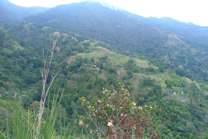 Blue Mountains Coffee Private Tour from Kingston - The coffee lesson begins at the plantation