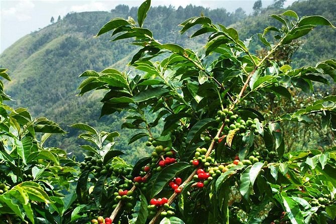 Blue Mountains Coffee Private Tour from Kingston - Passing through Irish Town