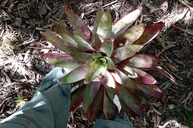 Blue Mountains Peak Hike - The guide makes the difference
