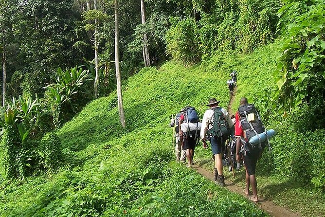Bush Hiking to explore Wild Plants & Fresh Fruits,Montego Bay - Key points to know