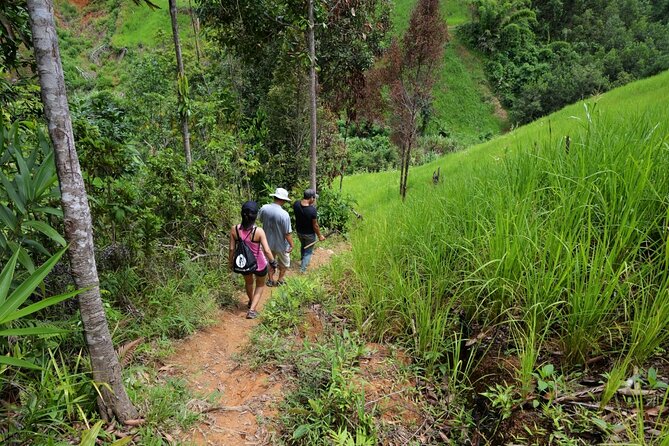Bush Hiking to explore Wild Plants & Fresh Fruits,Montego Bay - Leaving Montego Bay for Lethe Village