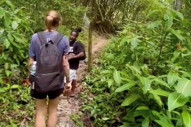 Bush Hiking to explore Wild Plants & Fresh Fruits,Montego Bay - Walking through tropical plants and wild fruit