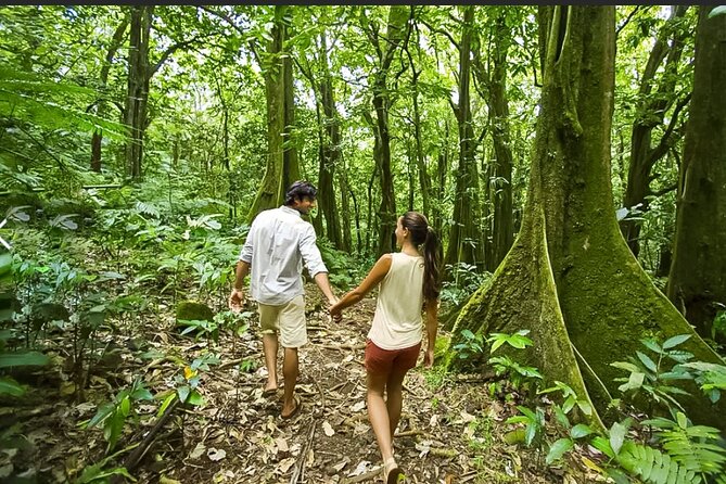 Bush Hiking to explore Wild Plants & Fresh Fruits,Montego Bay - Who will enjoy this outing most