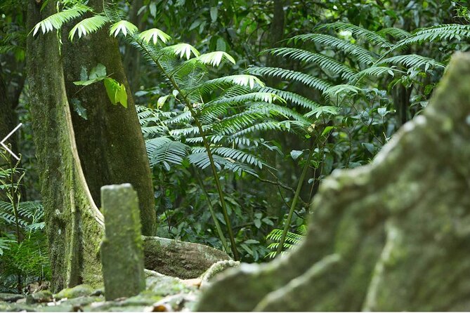 Bush Hiking to explore Wild Plants & Fresh Fruits,Montego Bay - Timing, weather, and simple preparation