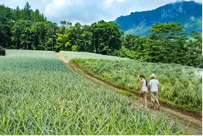 Bush Hiking to explore Wild Plants & Fresh Fruits,Montego Bay - The private format and the human touch
