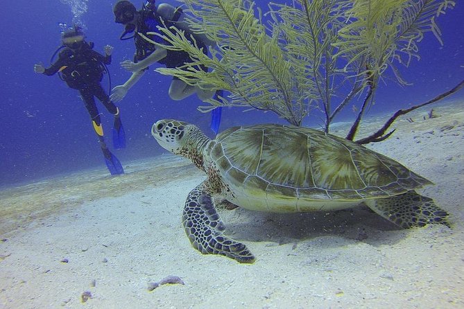 Certified 2-Tank Scuba Diving Tour from Montego Bay - Key points to know before you book