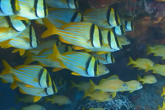 Customize Snorkeling with Option shopping Lunch & Stop local food - From your hotel lobby to the coast