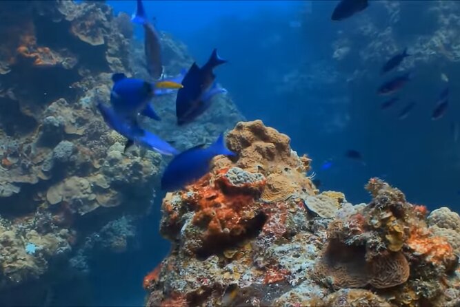 Customize Snorkeling with Option shopping Lunch & Stop local food - Cruising toward the reef