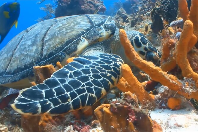 Customize Snorkeling with Option shopping Lunch & Stop local food - A quiet style, without extra showmanship