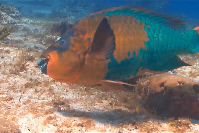 Customize Snorkeling with Option shopping Lunch & Stop local food - Is $65.99 good value?