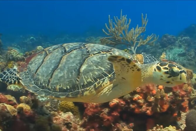 Customize Snorkeling with Option shopping Lunch & Stop local food - Who should book this snorkeling trip?