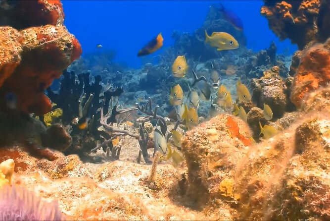 Customize Snorkeling with Option shopping Lunch & Stop local food - Meeting the guide and fitting your gear