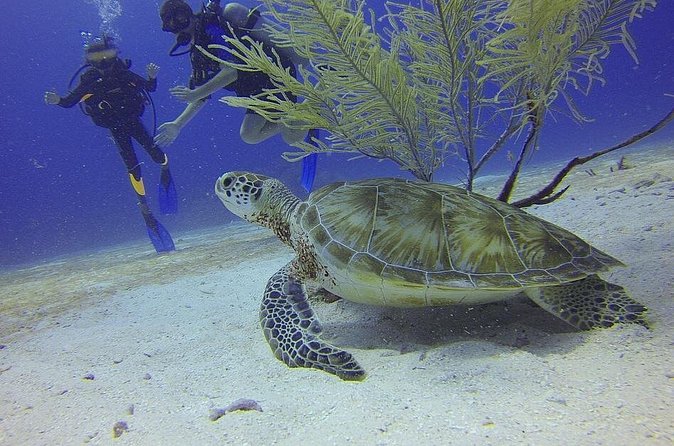 Discover Scuba Diving in Montego Bay - Hotel transport and the early meeting point