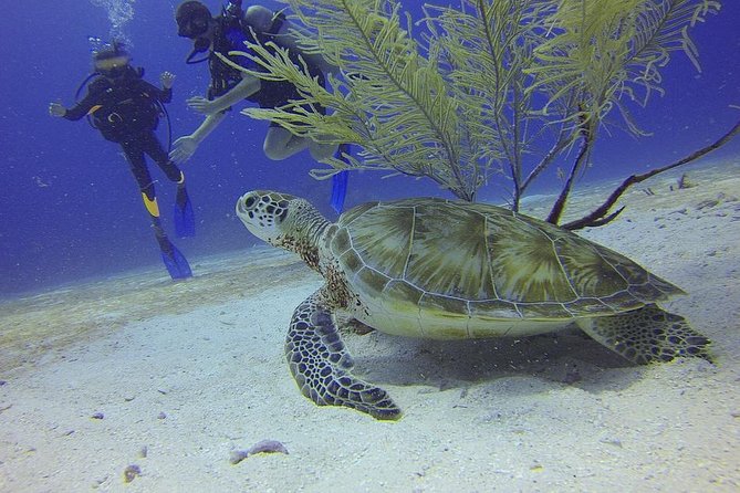 Discover Scuba Diving in Montego Bay - Controlled water comes before the sea