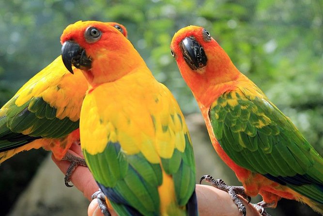Eco Explorers Waterfall, Rainforest, local Shopping with lunch - Key points at a glance