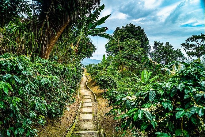 Exotic Blue Mountain Coffee Tour - A private day with a real guide