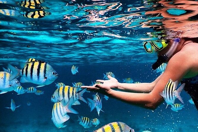 Family Fun-Snorkeling with Lunch Stop from Montego Bay - Key points to know before booking