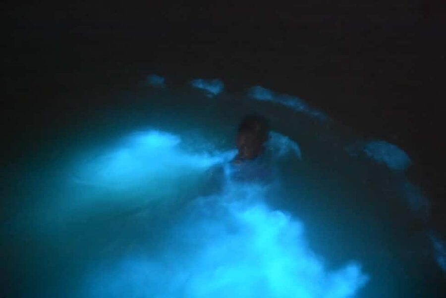 From Montego Bay: Luminous Lagoon Night Tour - Seeing Jamaica’s blue lagoon after dark