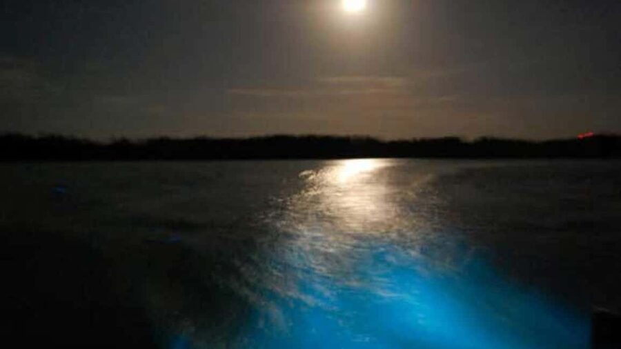 From Montego Bay: Luminous Lagoon Nighttime Boat Tour - Key points to know before booking