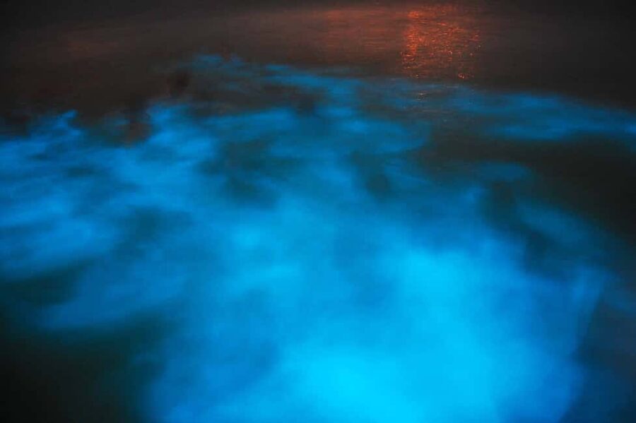 From Montego Bay: Luminous Lagoon Nighttime Boat Tour - Why the Luminous Lagoon glows blue