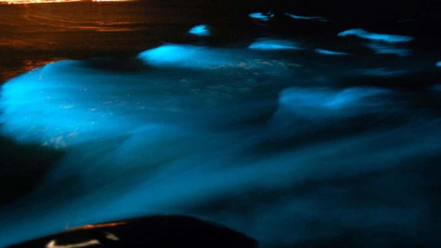 From Montego Bay: Luminous Lagoon Nighttime Boat Tour - What the $125 price really covers