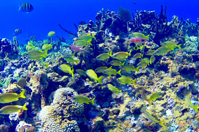 Glass Bottom Boat Ride/Snorkeling/Booby Cay Island from Negril - What the two-and-a-half-hour morning looks like