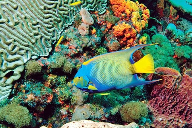 Glass Bottom Boat Water Activity in Montego Bay Jamaica - Who will enjoy this activity most?