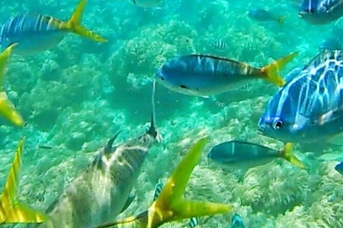 Glass Bottom Boat Water Activity in Montego Bay Jamaica - A short outing with Capt Dan and Trey