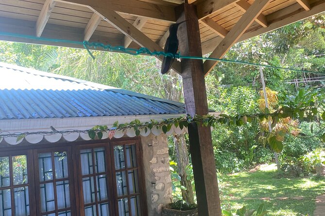 Great River Bamboo Rafting and Bird Sanctuary Combine Tour From Montego Bay - Should you book the bird sanctuary and rafting tour?