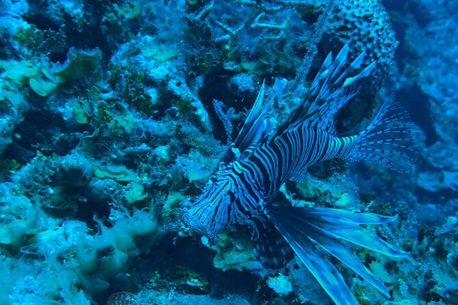 Guided Snorkeling at the Anchor and Cannon Reef in Negril - Starting at Hidden Paradise Resort Hotel in Negril
