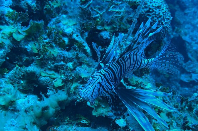 Guided Snorkeling at the Anchor and Cannon Reef in Negril - What the $60 price really covers