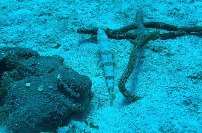 Guided Snorkeling at the Anchor and Cannon Reef in Negril - Who will enjoy this Negril snorkeling trip