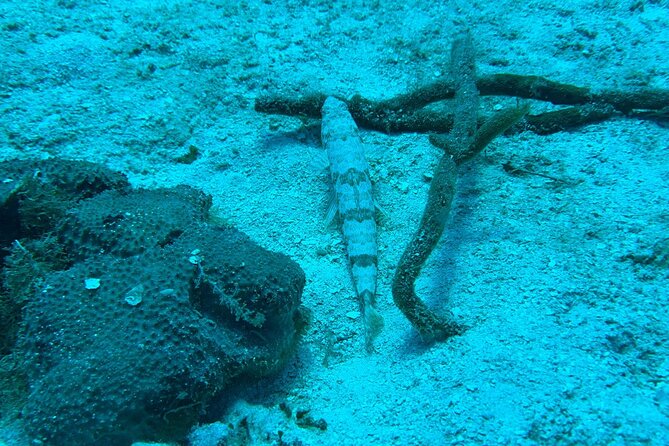 Guided Snorkeling at the Anchor and Cannon Reef in Negril - Spending 45 minutes at Anchor and Cannon Reef