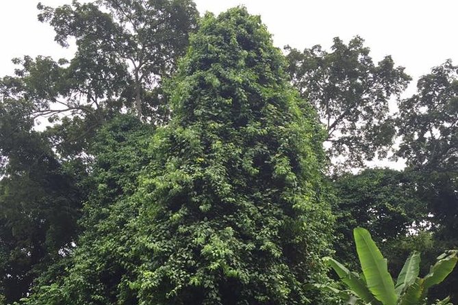 Half-Day Martha Brae River Rafting Tour from Ocho Rios - Two hours on the Martha Brae by bamboo raft