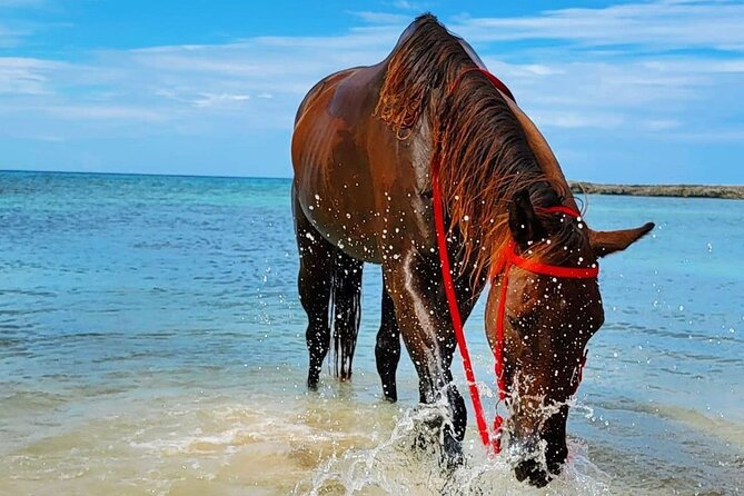Horseback Ride and Swim Jamaica - Who will enjoy this one-hour ride most