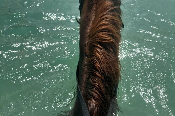 Horseback Riding In The Ocean from Montego Bay Private Transfer - Booking, cancellations, and weather rules